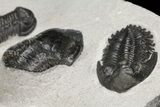 Cluster of Kayserops & Gerastos Trilobites - Mrakib, Morocco #165438-12